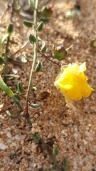Nanorrhinum