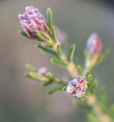 Erica australis