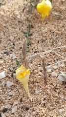 Nanorrhinum