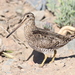 Magellanic Snipe - Photo (c) Jan Ebr, some rights reserved (CC BY), uploaded by Jan Ebr