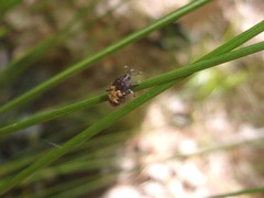Glyptobaris lecontei