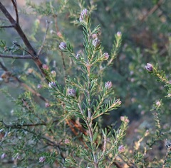 Erica australis