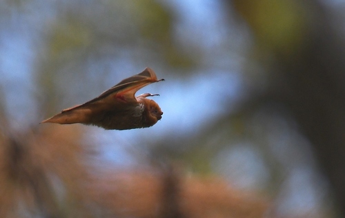 Eastern Red Bat photographed in Missouri