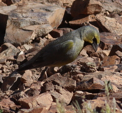 Melanodera xanthogramma