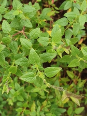 Salvia microphylla