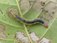 Eulepte gastralis