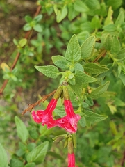 Salvia microphylla