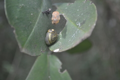 Simpulopsis