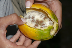 Vasconcellea pubescens