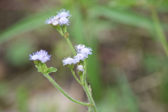Praxelinae