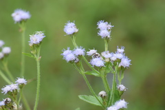 Praxelinae