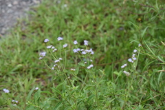 Praxelinae