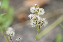 Praxelinae