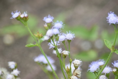 Praxelinae