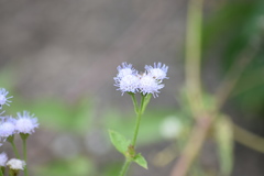 Praxelinae