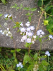 Praxelinae