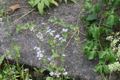 Praxelinae