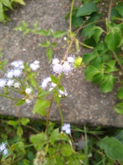 Praxelinae