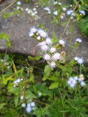 Praxelinae