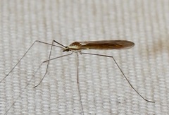 Gonomyia