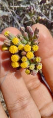 Senecio murorum