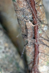 Draco sumatranus
