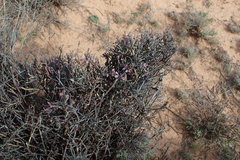 Polygala ephedroides