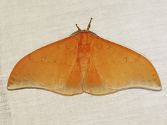 Pseudobunaea seydeli