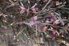 Polygala ephedroides