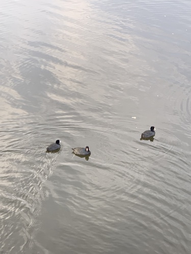 iNaturalist observation photo of American Coot