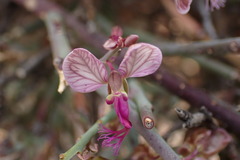 Polygala ephedroides