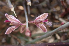 Polygala ephedroides
