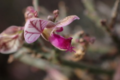 Polygala ephedroides