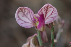 Polygala ephedroides