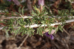 Aptosimum marlothii