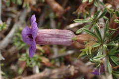 Aptosimum marlothii