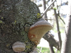 Phellinus pomaceus