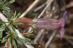 Aptosimum marlothii