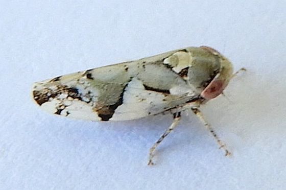 Norvellina mildredae