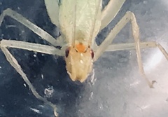 Oecanthus exclamationis