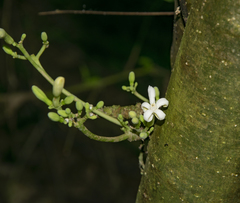 Vasconcellea pubescens