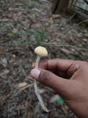 Xanthagaricus