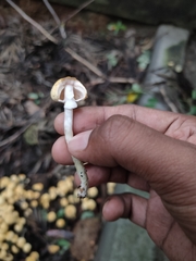 Xanthagaricus