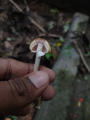 Xanthagaricus