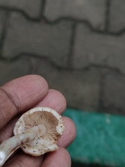Xanthagaricus