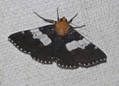Buzara latizona