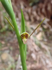 Orthoceras