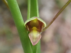 Orthoceras