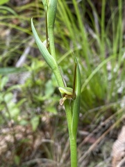 Orthoceras