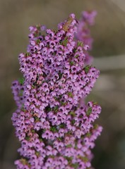 Erica chamissonis